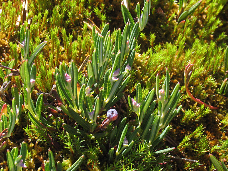 Andromeda polifolia L. / Andromeda